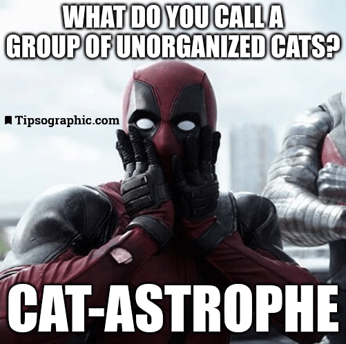 cats jokes wade wilson meme jokes for managers team coordination quotes management quote of the day good funny one liners agile development humor tipsographic